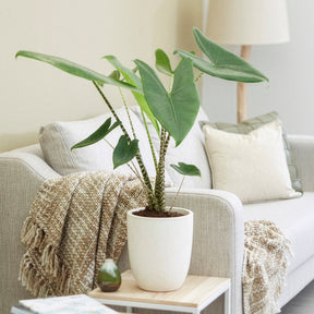 Alocasia zebrina - Alocasia zebrina - Alocasia