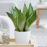 Sansevieria Moonshine