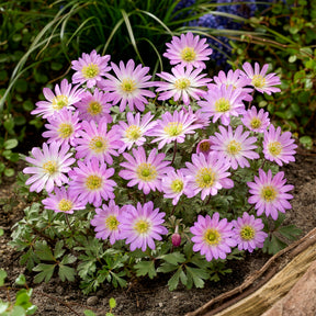 Anémone Pink Star -  - Willemse