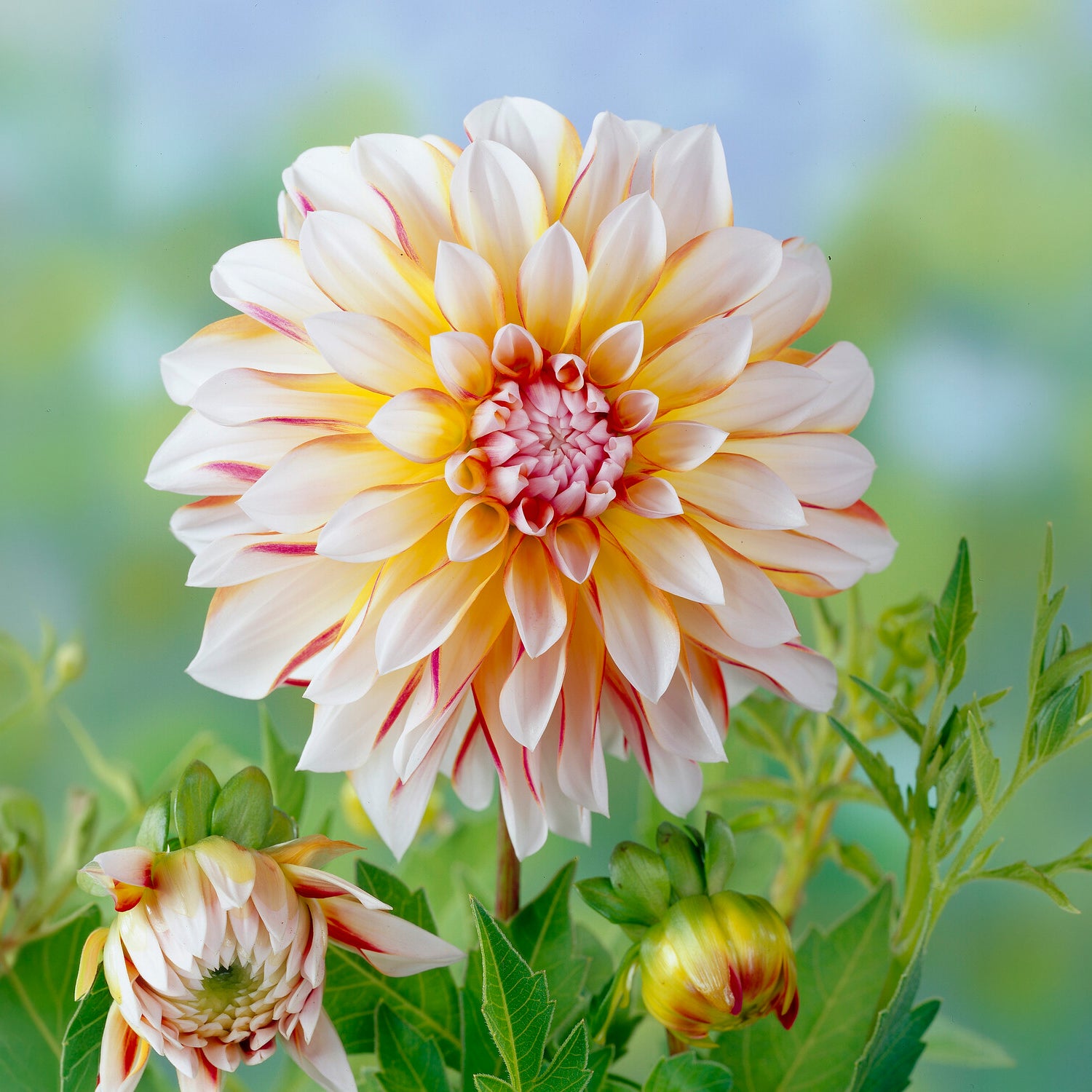 Dahlia Caribbean Fantasy -  - Willemse