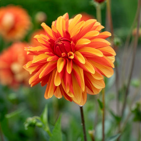 Dahlia Jablou - Willemse