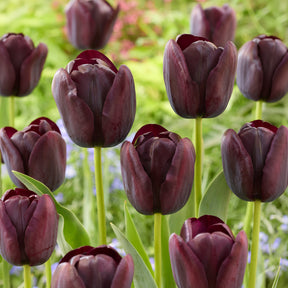 Tulipe Queen of Night - Willemse