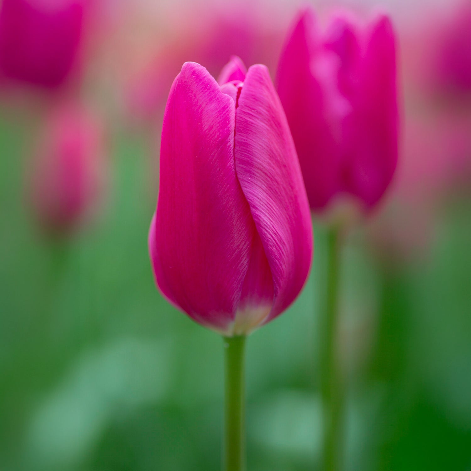 Tulipe triomphe Ardour - Willemse