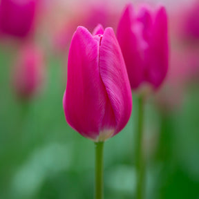Tulipe triomphe Ardour - Willemse
