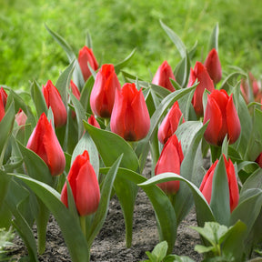 Tulipe  Jules César - Willemse