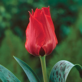 Tulipe  Jules César -  - Willemse