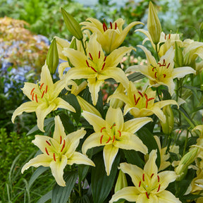 Trio de lis orientaux parfumés -  - Willemse