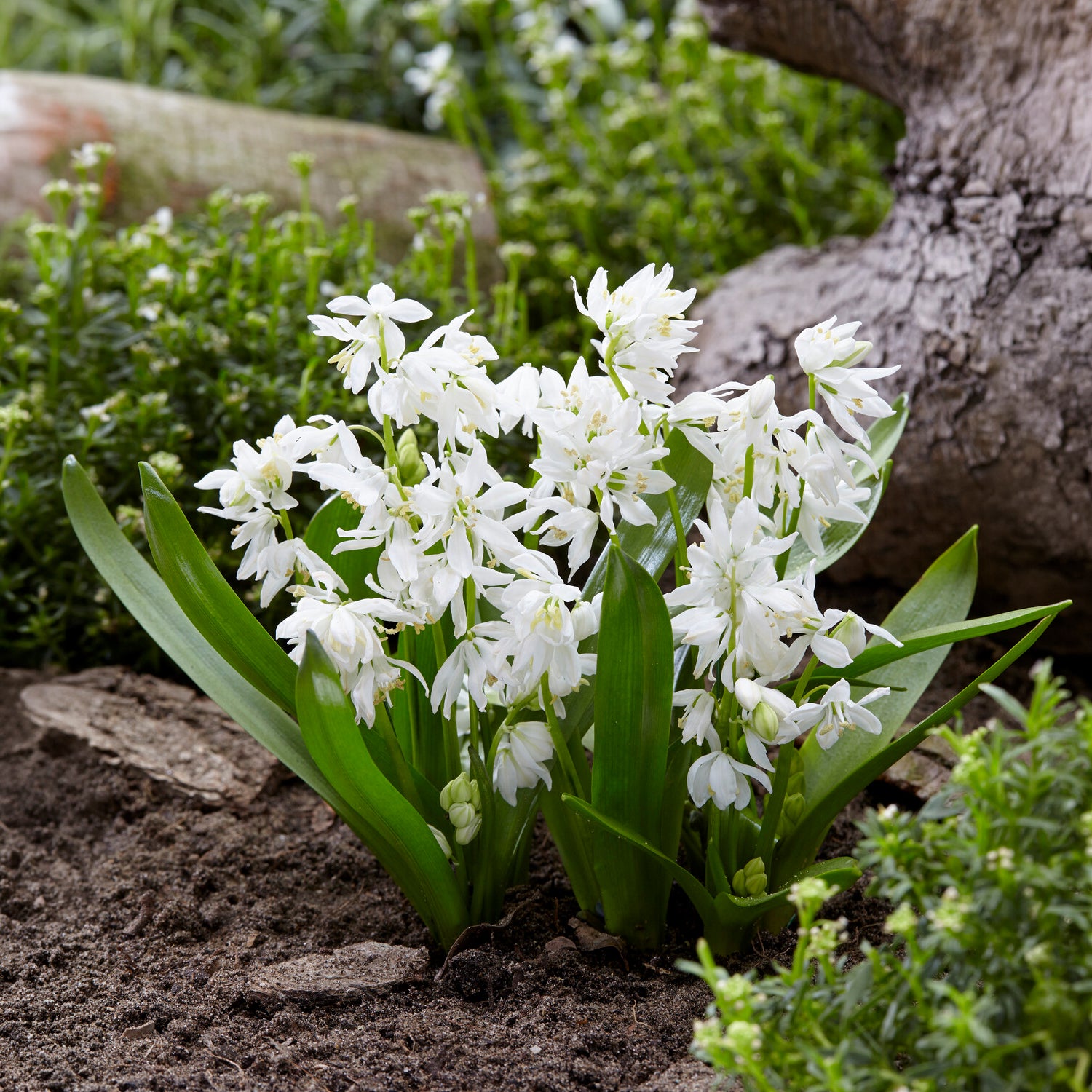  - 50 bulbes mellifères mauves et blancs  - Bulbes à floraison printanière
