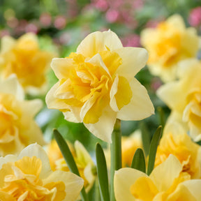 Narcisse double Growers Beauty - Willemse