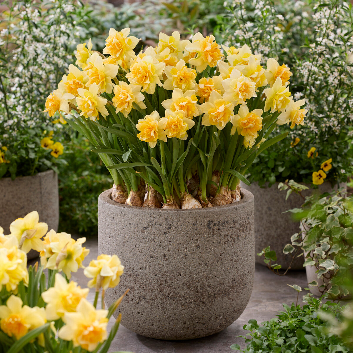 Narcisse double Growers Beauty -  - Willemse