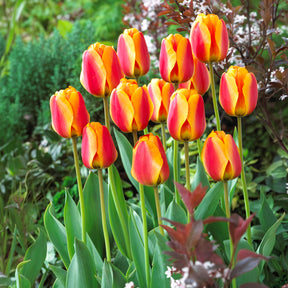 Bulbes à floraison printanière - Bulbes de printemps pour massif arc-en-ciel  - 