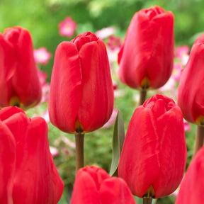 Bulbes de printemps pour massif rouge et blanc  - Bulbes à floraison printanière - Willemse