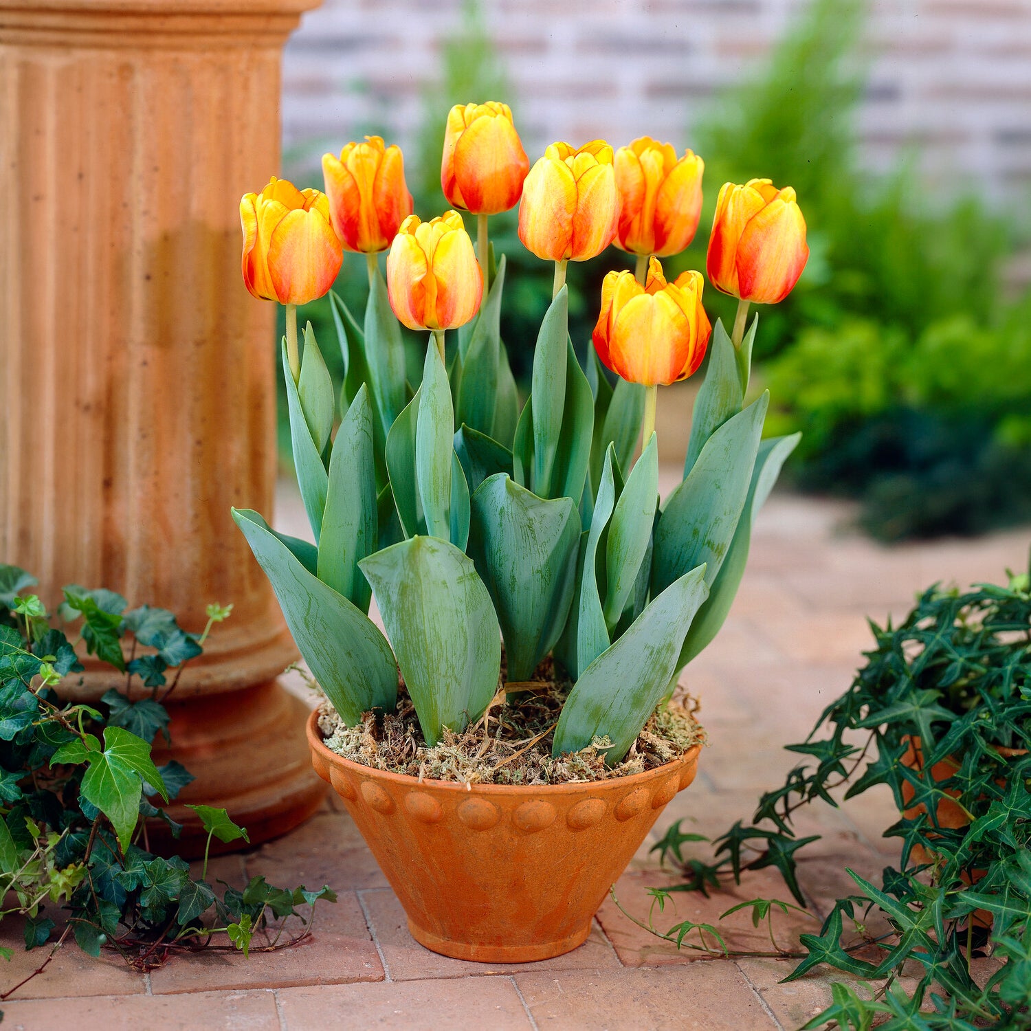 Bulbes à floraison printanière - Bulbes de printemps pour massif jaune et orange  - 