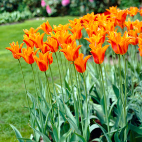  - Tulipe Ballerina - 