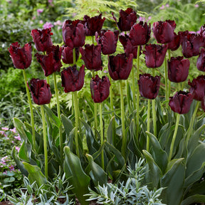 Tulipe Black Parrot -  - Willemse