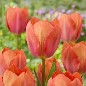Tulipe Darwin Apricot van Eijk - Willemse