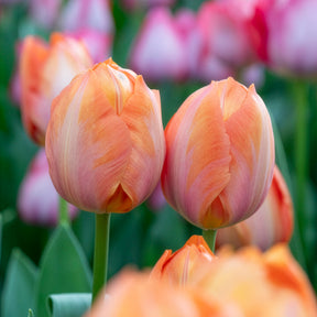Tulipe Darwin Apricot van Eijk -  - Willemse