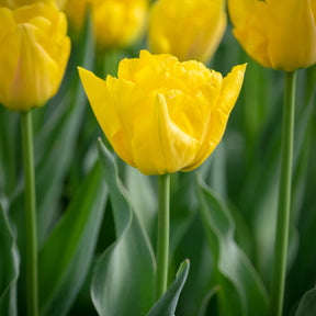 Tulipe double hâtive Marie Jo - Willemse
