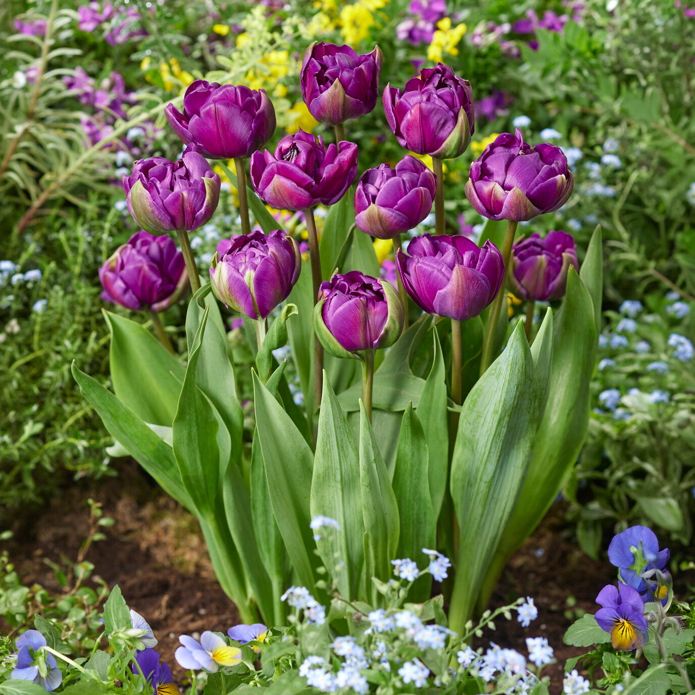 Tulipe Negrita - Willemse