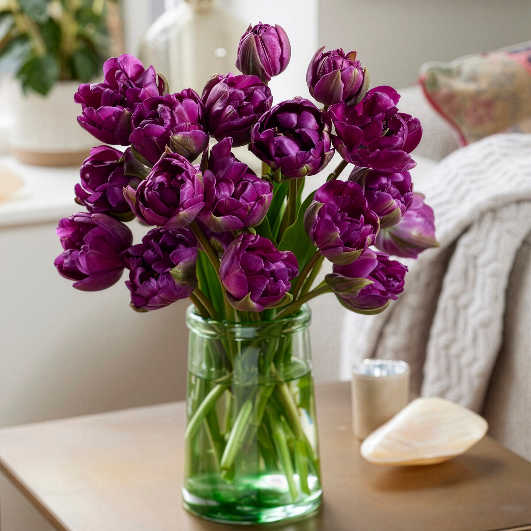 Tulipe Negrita -  - Willemse