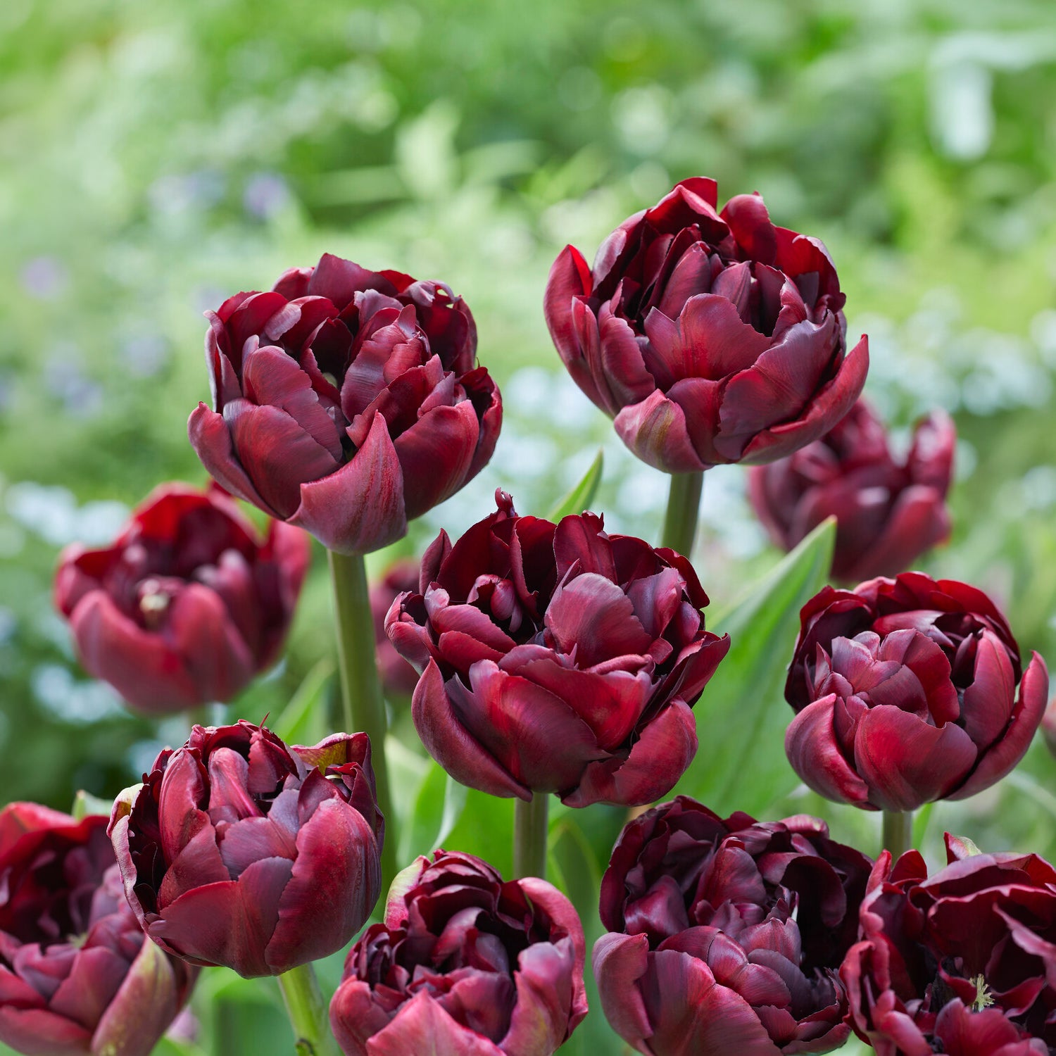 Tulipe Palmyra - Willemse