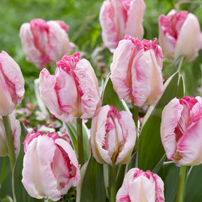 Tulipe Parrot Pink Vision -  - Willemse