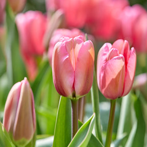 Tulipe Pink Impression - Willemse