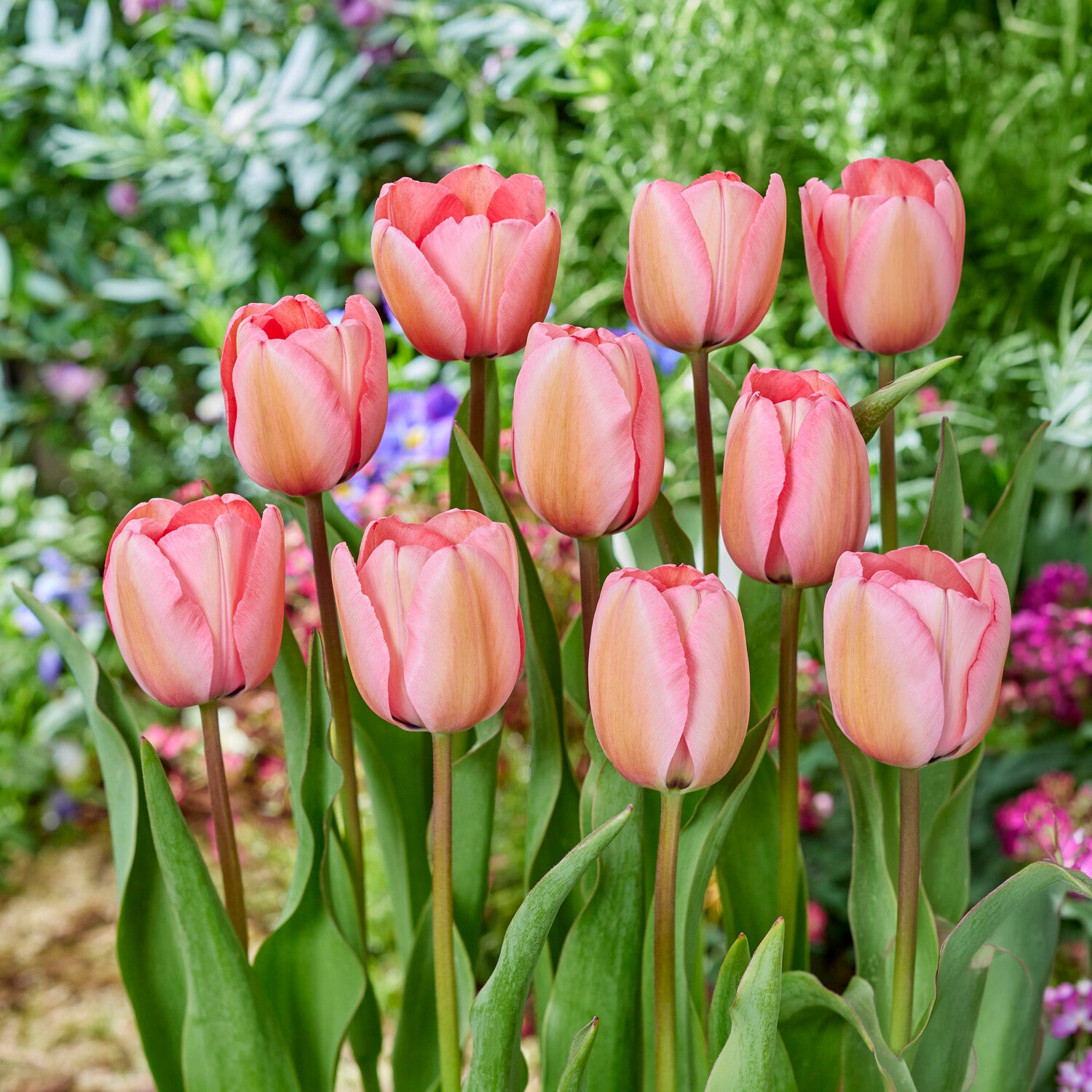  - Tulipe Pink Impression - 
