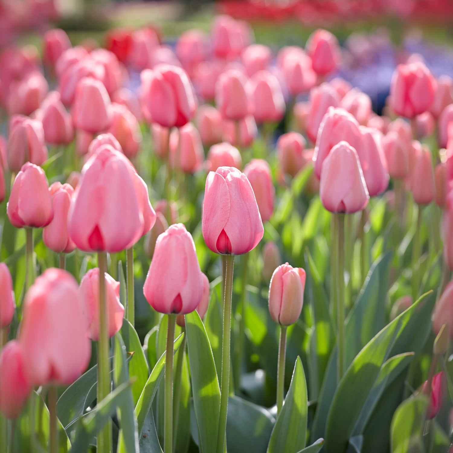 Tulipe Pink Impression -  - Willemse