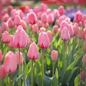 Tulipe Pink Impression -  - Willemse