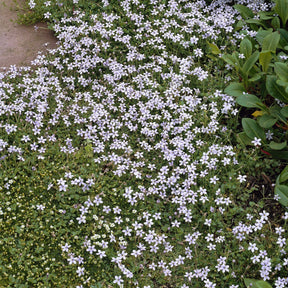 3 Étoiles bleues tapissantes - Isotoma fluviatilis - Willemse