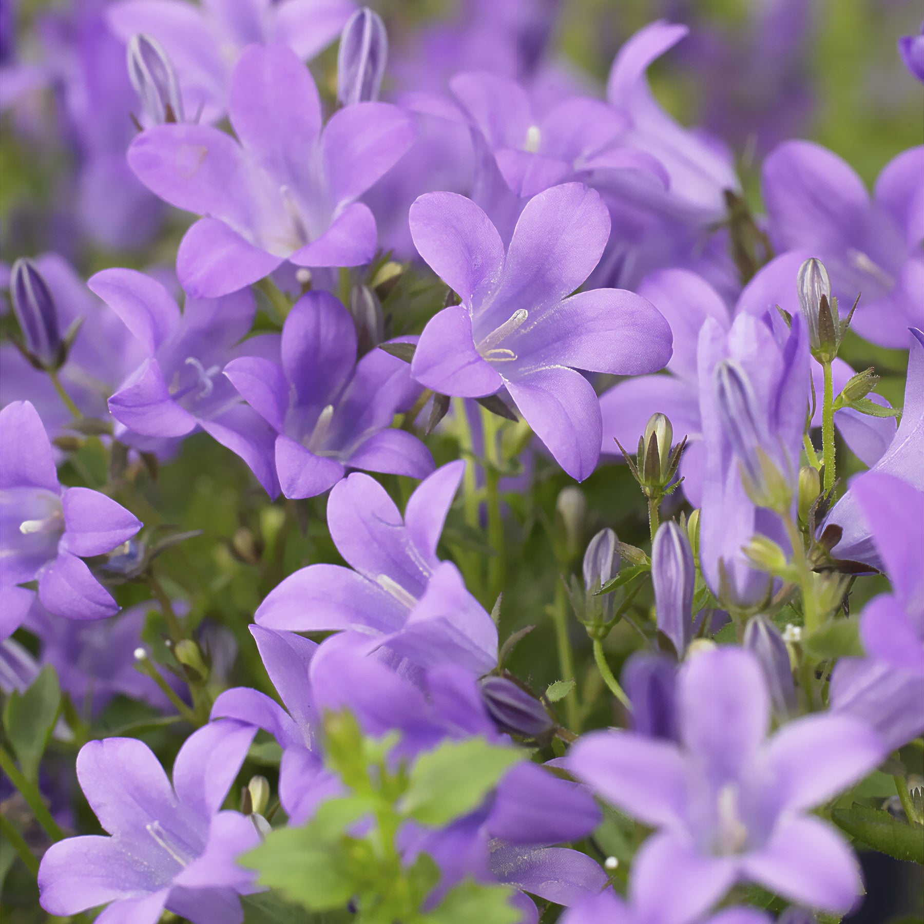 Campanula portenschlagiana - Campanule des murailles - Campanule