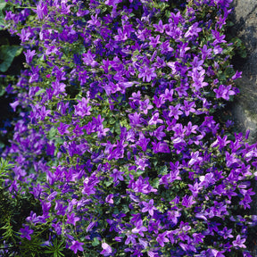 Campanule des murailles - Campanule - Willemse