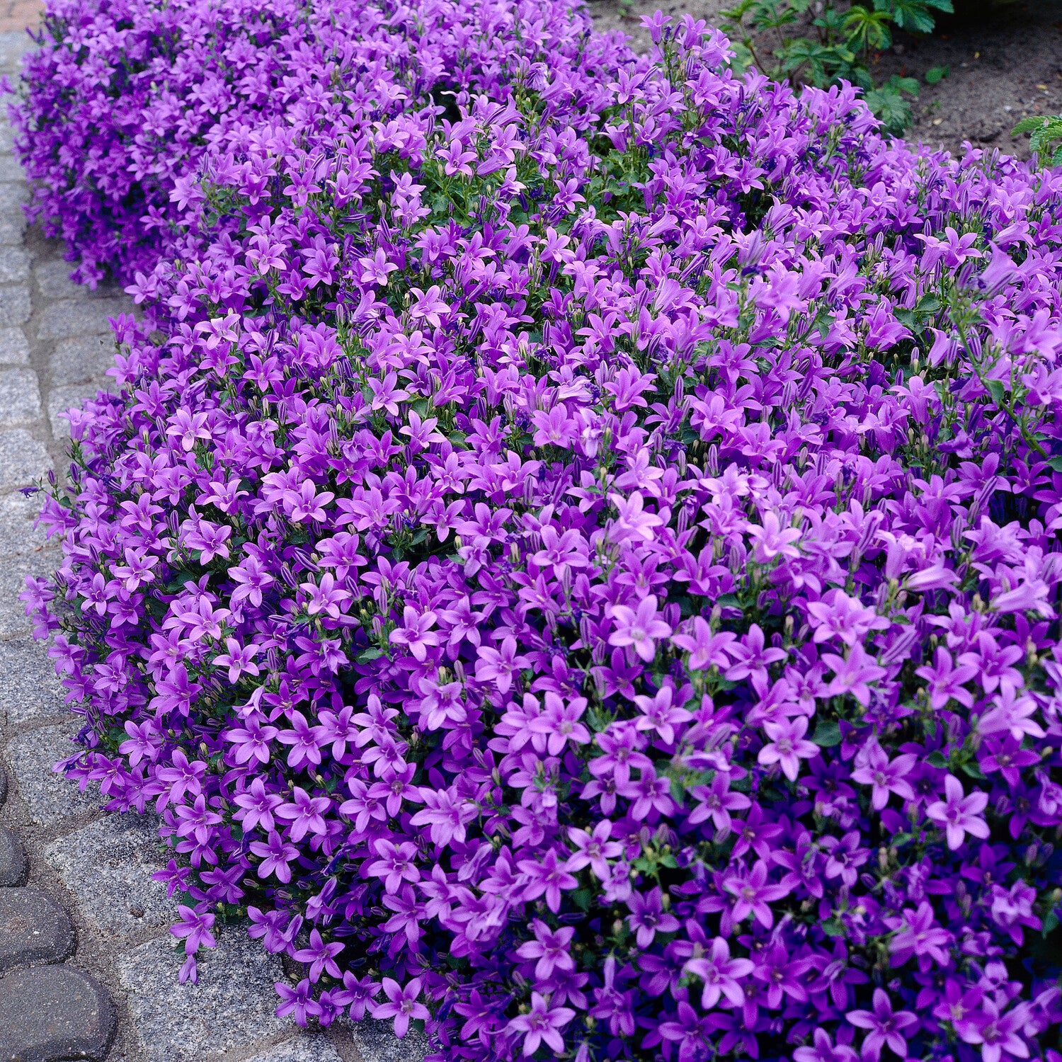 Campanule - Campanule des murailles - Campanula portenschlagiana