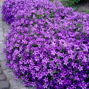 Campanule - Campanule des murailles - Campanula portenschlagiana