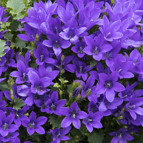 Vente Campanule des murailles - Campanule