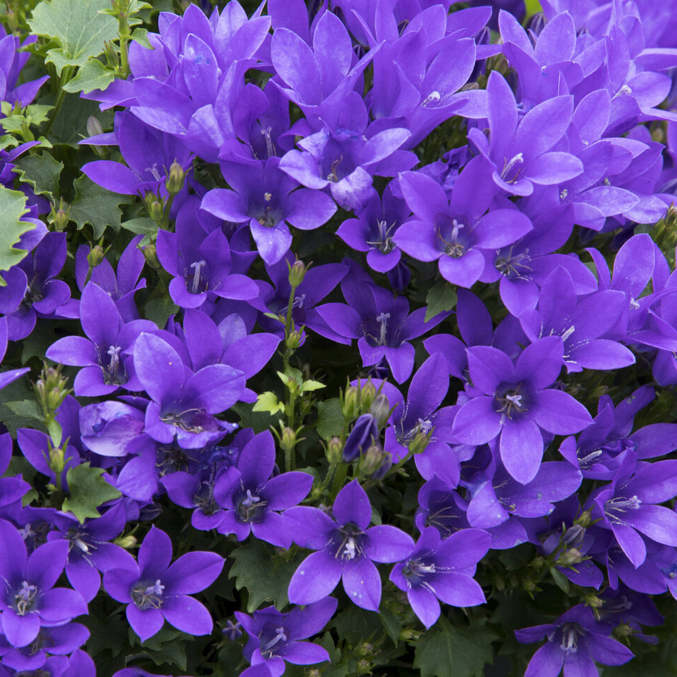 Vente Campanule des murailles - Campanule