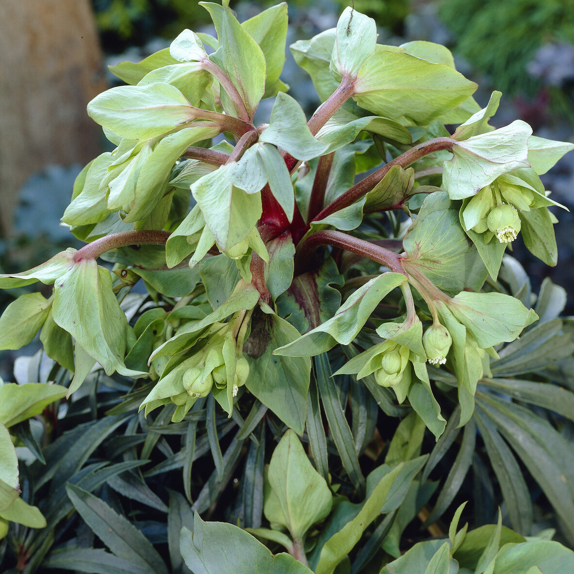 Helleborus foetidus Wester Flisk - Hellébore fétide Wester Flisk - Hellébores