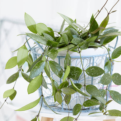 Hoya Gracilis - Willemse