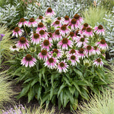 Echinacée spécial White purple - Willemse