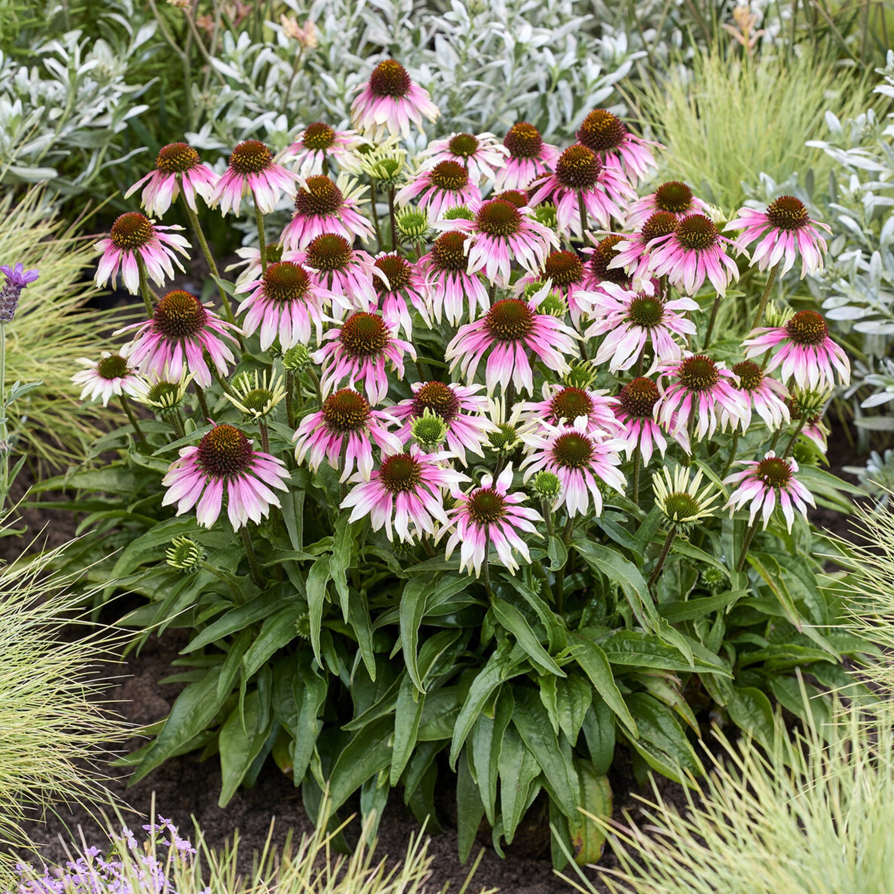 Echinacée spécial White purple - Willemse