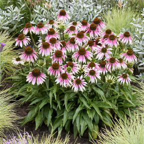 Echinacée spécial White purple - Willemse