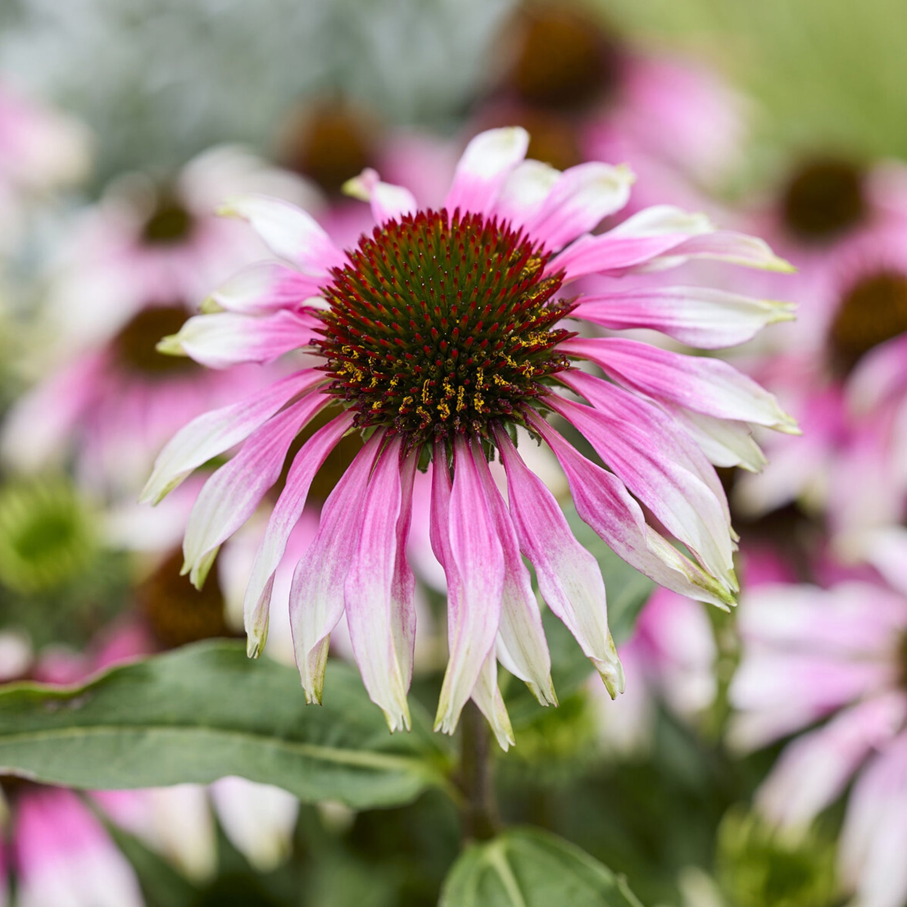 Echinacée spécial White purple - echinacea special withe purple  - Willemse