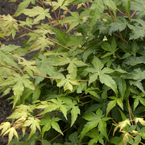 Erable du japon Bi hoo - Acer palmatum Bi Hoo - Willemse