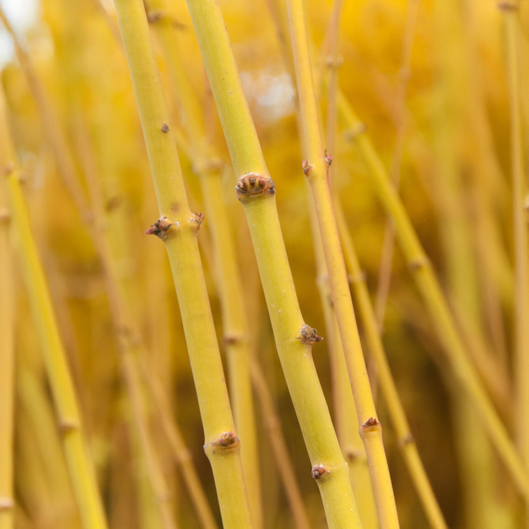 Acer palmatum Bi Hoo - Erable du japon Bi hoo - Erable du Japon