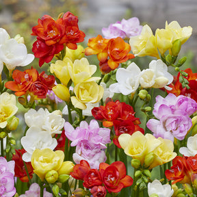 25 Freesias à fleurs doubles en mélange - Freesia - Willemse