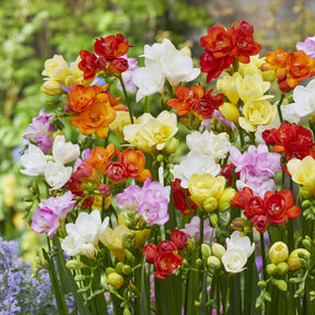 25 Freesias à fleurs doubles en mélange - Willemse