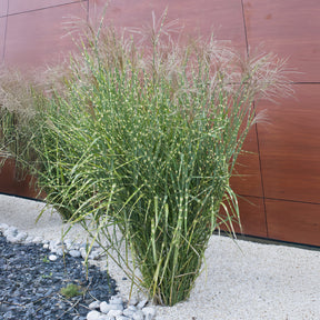 Miscanthus sinensis Zebrinus - Eulalie Zebrinus - Eulalie - Roseau de Chine