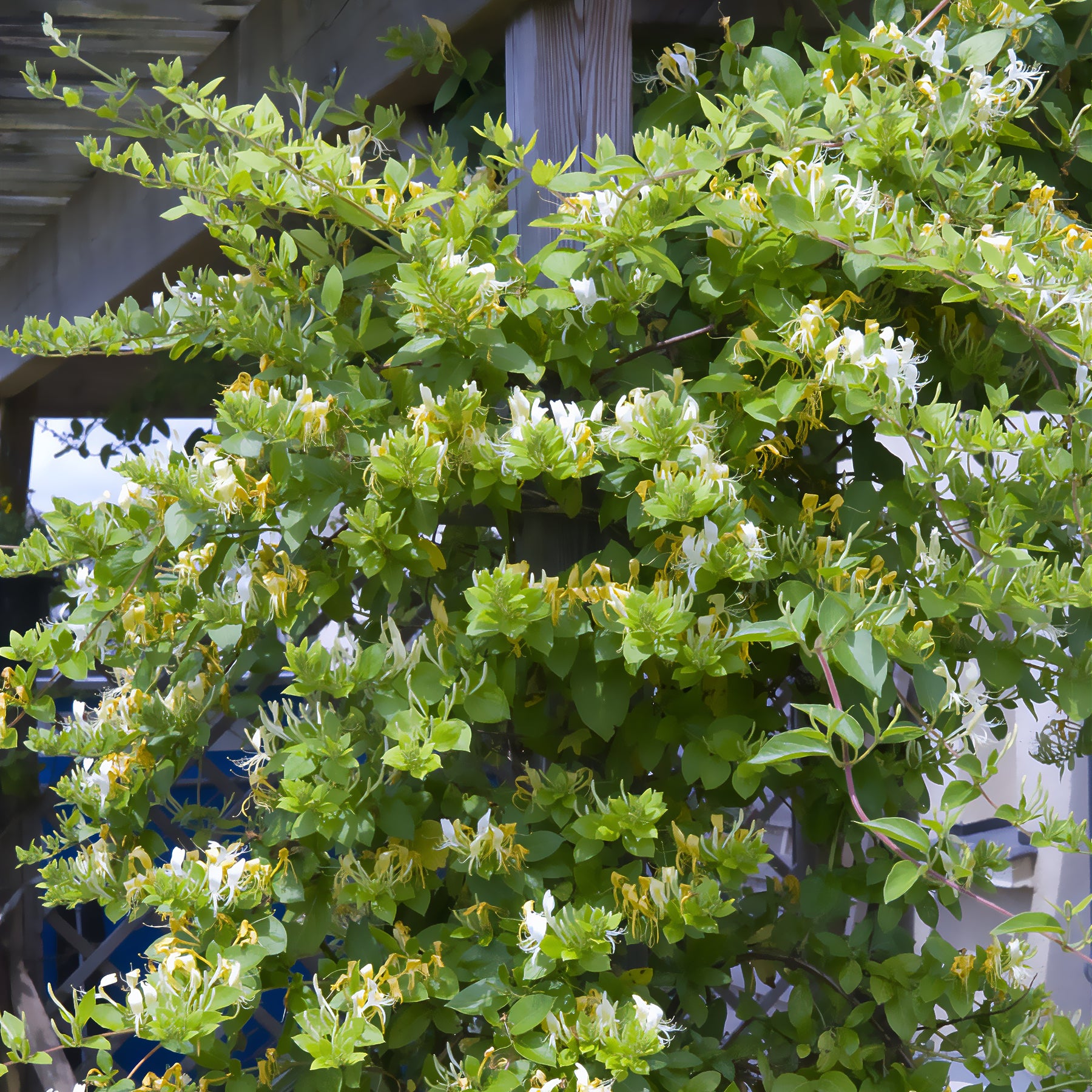 Lonicera japonica Halliana - Chèvrefeuille du Japon Halliana - Chèvrefeuilles