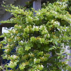 Lonicera japonica Halliana - Chèvrefeuille du Japon Halliana - Chèvrefeuilles